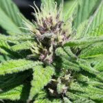 Grand Daddy Genetics Bay Thunderbolt regulär – 10 Samen