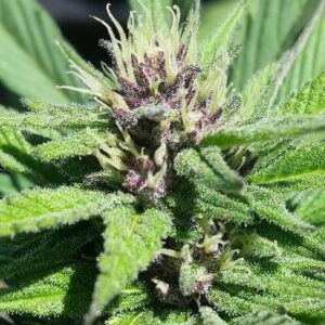 Grand Daddy Genetics Bay Thunderbolt regulär – 10 Samen