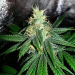 Grand Daddy Genetics Berry Larry regulär – 10 Samen