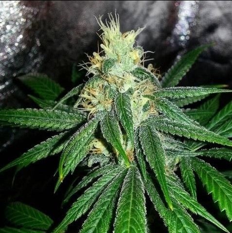 Grand Daddy Genetics Berry Larry reguläre Cannabis Samen