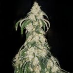 Ethos Genetics Big Fat n' Fruity R1 feminisiert – 5 Samen