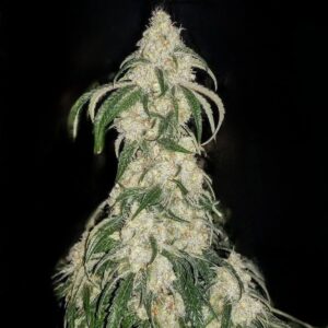 Ethos Genetics Big Fat n’ Fruity R1 feminisiert – 5 Samen
