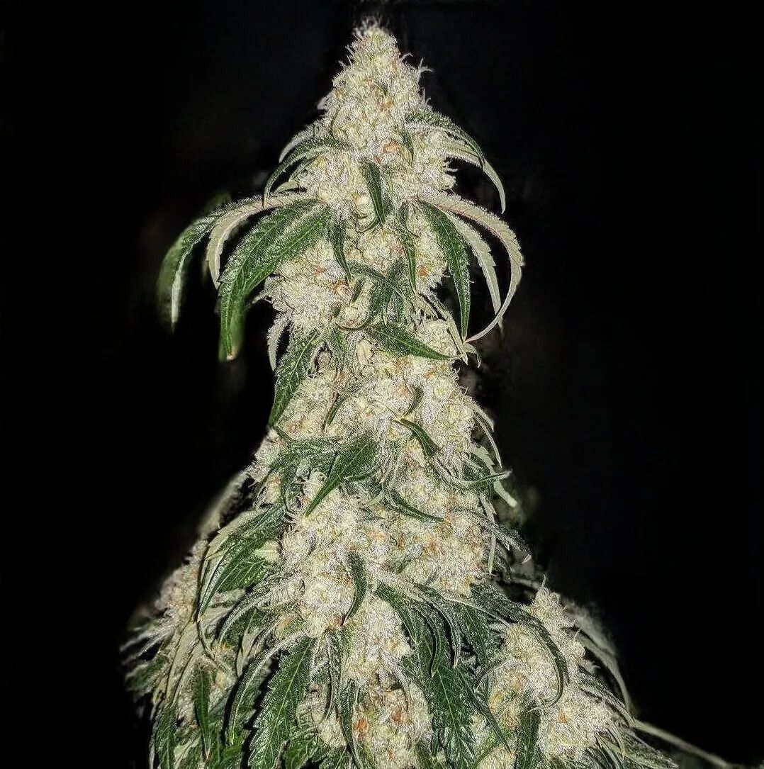Ethos Genetics Big Fat n' Fruity R1 feminisiert – 5 Samen