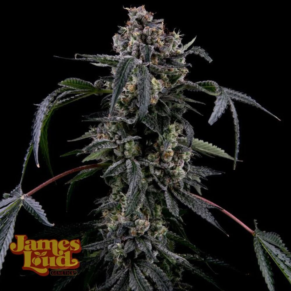 James Loud Genetics Black Radler feminisierte Cannabis Samen