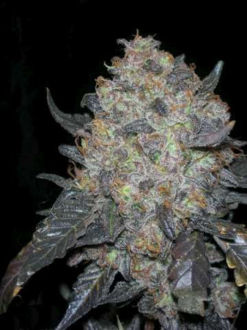 The Cali Connection Black Water feminisierte Cannabis Samen