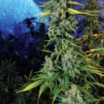 The Cali Connection Blue Dream Haze feminisiert – 6 Samen