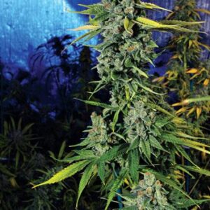 The Cali Connection Blue Dream Haze feminisiert – 6 Samen