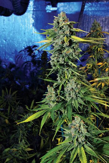 The Cali Connection Blue Dream Haze feminisierte Cannabis Samen