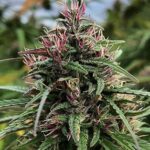 The Cali Connection Boax-Hindu CBD feminisiert – 6 Samen