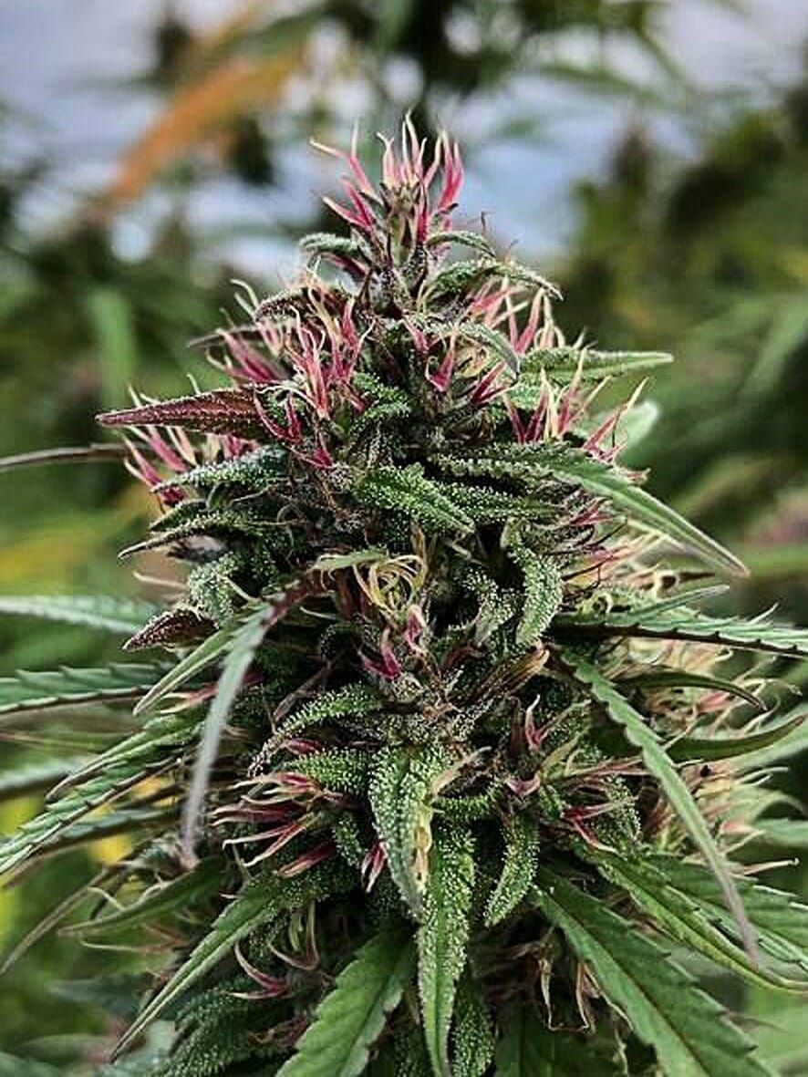 The Cali Connection Boax-Hindu CBD feminisierte Cannabis Samen