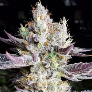 Ethos Genetics BooBerry Cookies RBX feminisiert – 5 Samen