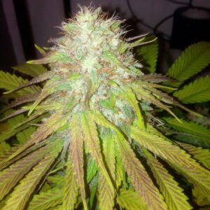 The Cali Connection Boss Hogg Auto autoflowering – 6 Samen