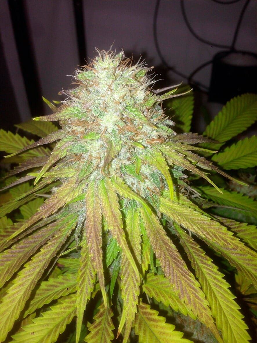 The Cali Connection Boss Hogg Auto autoflowering Cannabis Samen