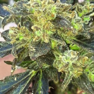 The Cali Connection Boss Hogg feminisiert – 6 Samen