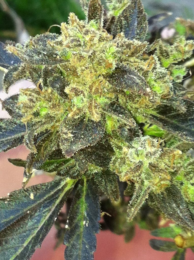 The Cali Connection Boss Hogg feminisierte Cannabis Samen