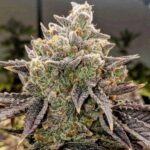 Ethos Genetics Bubble Gummy Auto feminisiert – 6 Samen