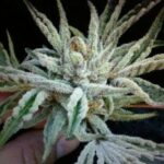 The Cali Connection Buddha Tahoe OG feminisiert – 6 Samen