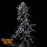 James Loud Genetics Bumpboxx Kush feminisiert – 3 Samen