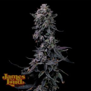 James Loud Genetics Bumpboxx Kush feminisiert – 3 Samen