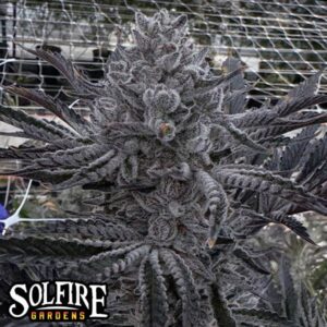 Solfire Gardens Butter Balm feminisiert