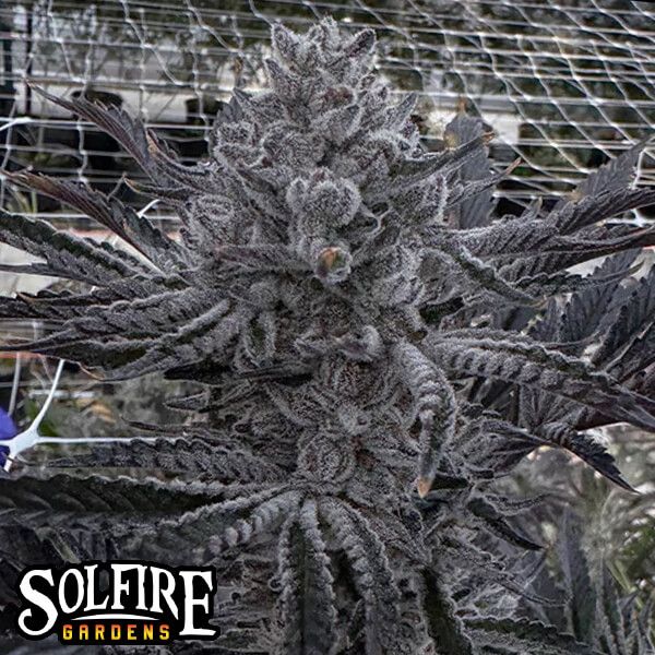 Solfire Gardens Butter Balm feminisierte Cannabis Samen