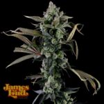 James Loud Genetics Candy Island feminisiert – 3 Samen