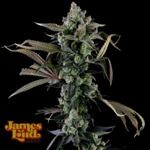 James Loud Genetics Candy Island feminisiert – 3 Samen