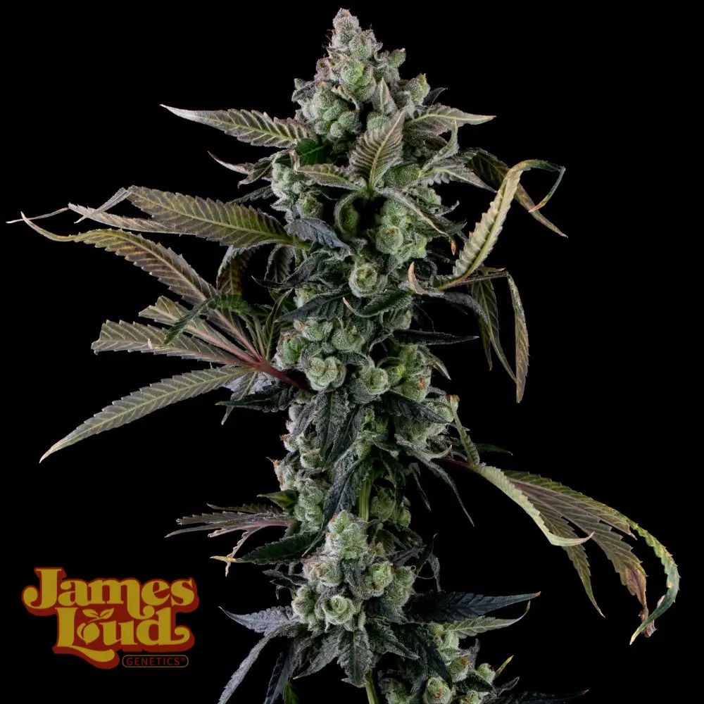 James Loud Genetics Candy Island feminisierte Cannabis Samen