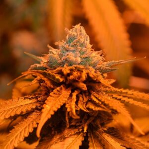 Grand Daddy Genetics Candyland feminisiert – 5 Samen