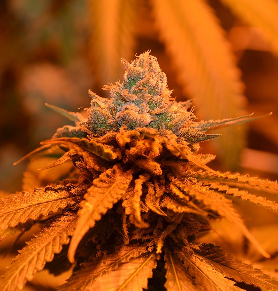 Grand Daddy Genetics Candyland feminisierte Cannabis Samen