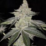 Ethos Genetics Chama! R1 feminisiert – 5 Samen