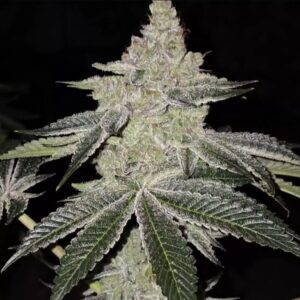Ethos Genetics Chama! R1 feminisiert – 5 Samen