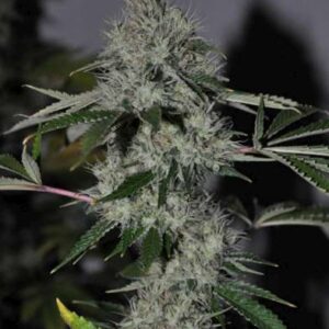 The Cali Connection Chem 4 OG feminisiert – 6 Samen