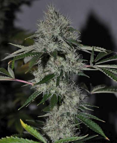 The Cali Connection Chem 4 OG feminisierte Cannabis Samen