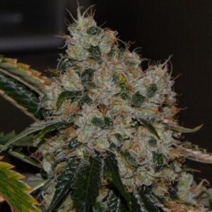 The Cali Connection Chem 91 feminisiert – 6 Samen
