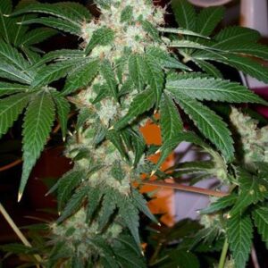 The Cali Connection Chem Valley Kush feminisiert – 6 Samen