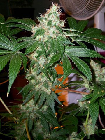 The Cali Connection Chem Valley Kush feminisierte Cannabis Samen