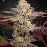 Green House Seed Co. Chemical Bride