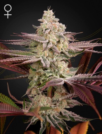 Green House Seed Co. Chemical Bride Cannabis Samen