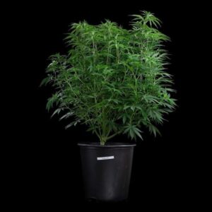 Brothers Grimm Seeds Cinderella 99