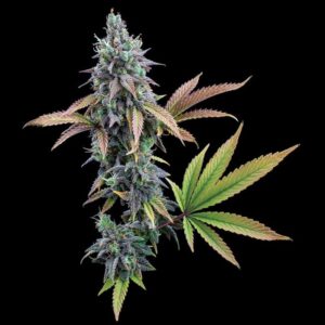 Brothers Grimm Seeds Cinderella 99