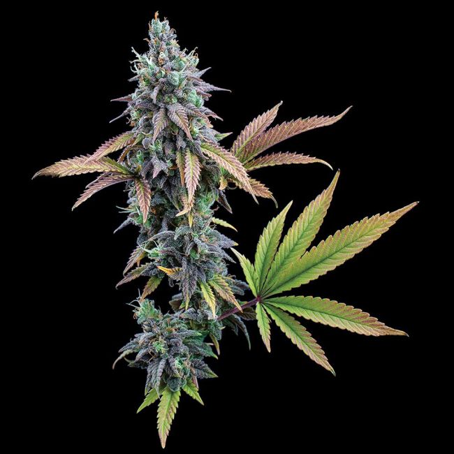 Brothers Grimm Seeds Cinderella 99 feminisiert – Samenverpackung