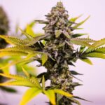 Brothers Grimm Seeds Cinderella 99 regulär – 13 Samen