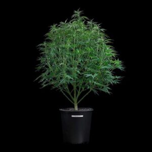 Brothers Grimm Seeds Cinderella Pineapple feminisiert – 3 Samen