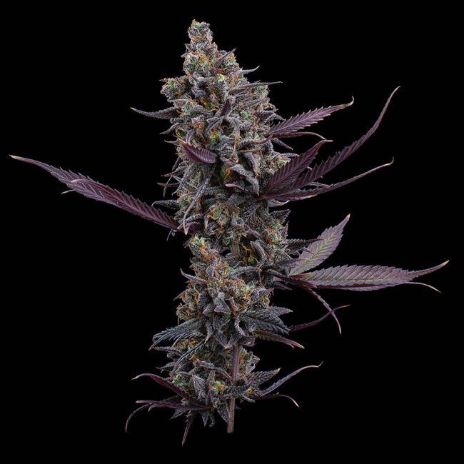Brothers Grimm Seeds Cinderella Pineapple feminisiert – Samenverpackung