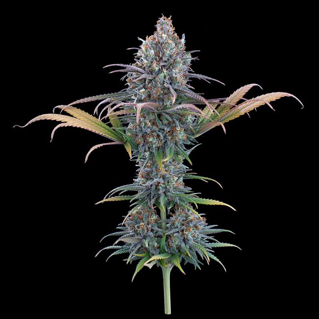 Brothers Grimm Seeds Cinderella Purple feminisiert – Samenverpackung, zweite Ansicht
