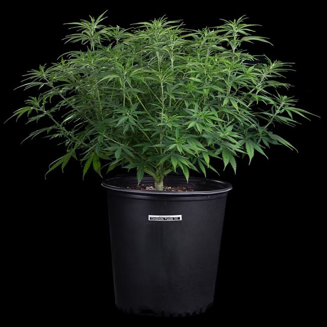 Brothers Grimm Seeds Cinderella Purple feminisiert – Samenverpackung, dritte Ansicht