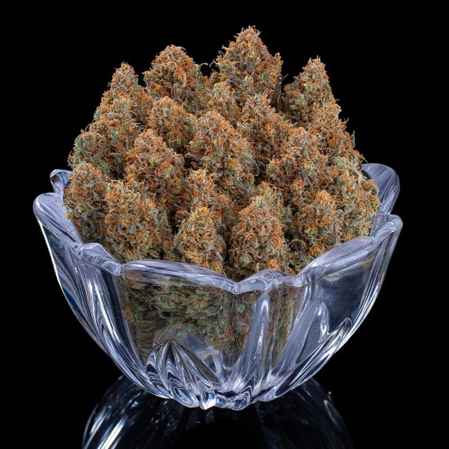 Brothers Grimm Seeds Cinderella Purple feminisiert – Samenverpackung, vierte Ansicht