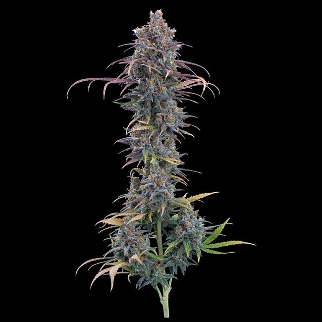 Brothers Grimm Seeds Cinderella Purple feminisiert – Samenverpackung