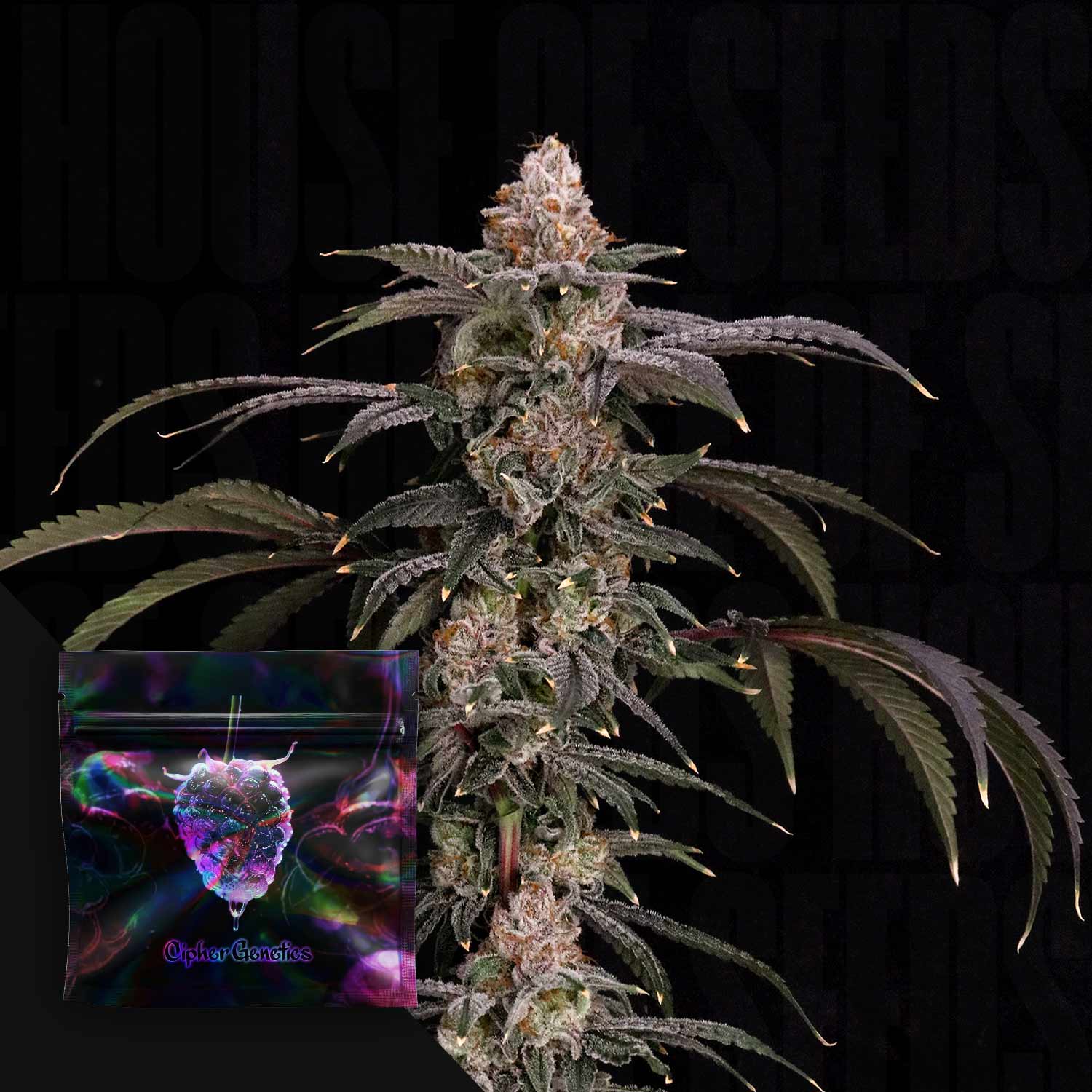Cipher Genetics Black Beretta - feminisierte Cannabis Samen